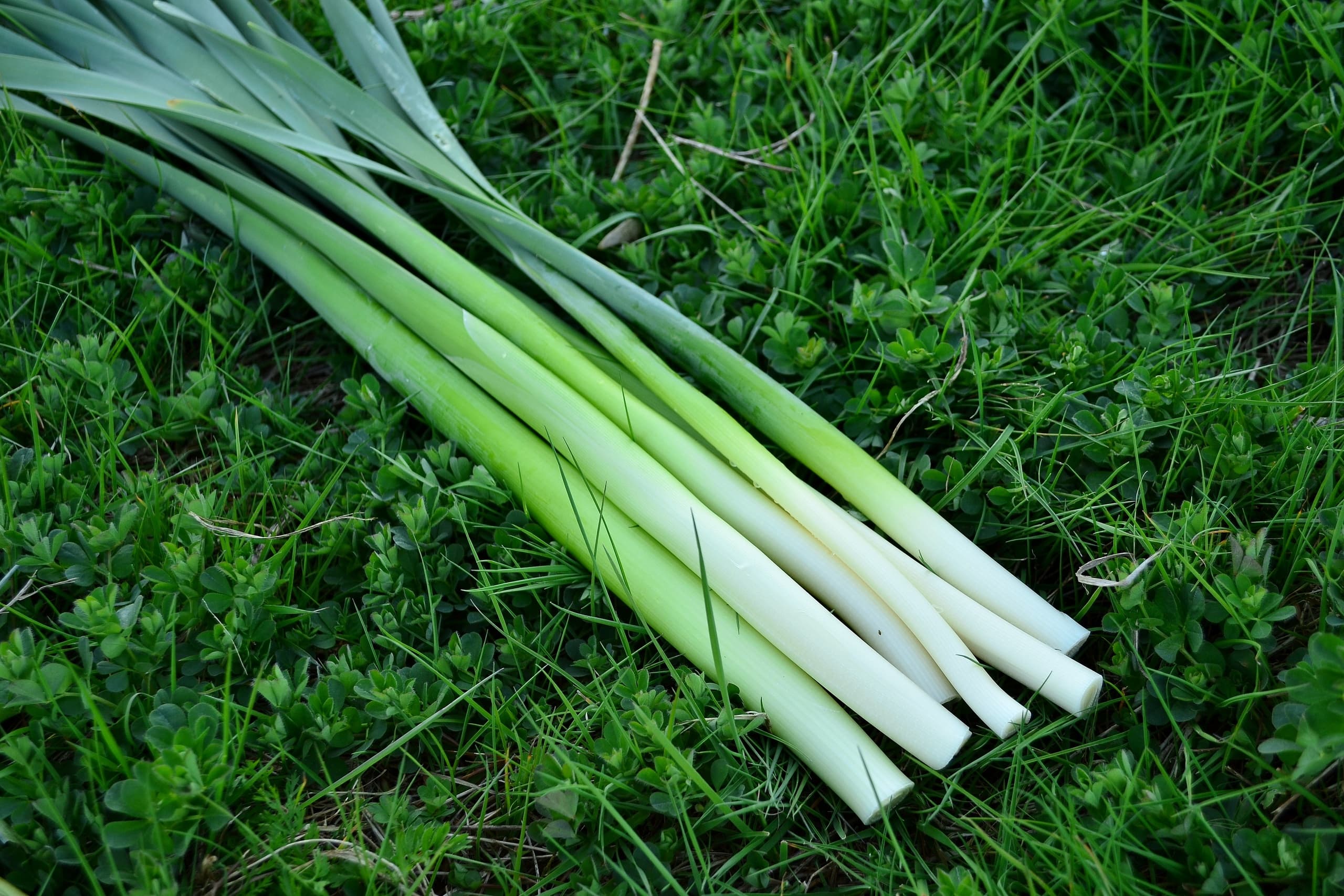 Spring into Foraging at Ogden Nature Center: Edible Plant Workshop in Ogden, Utah