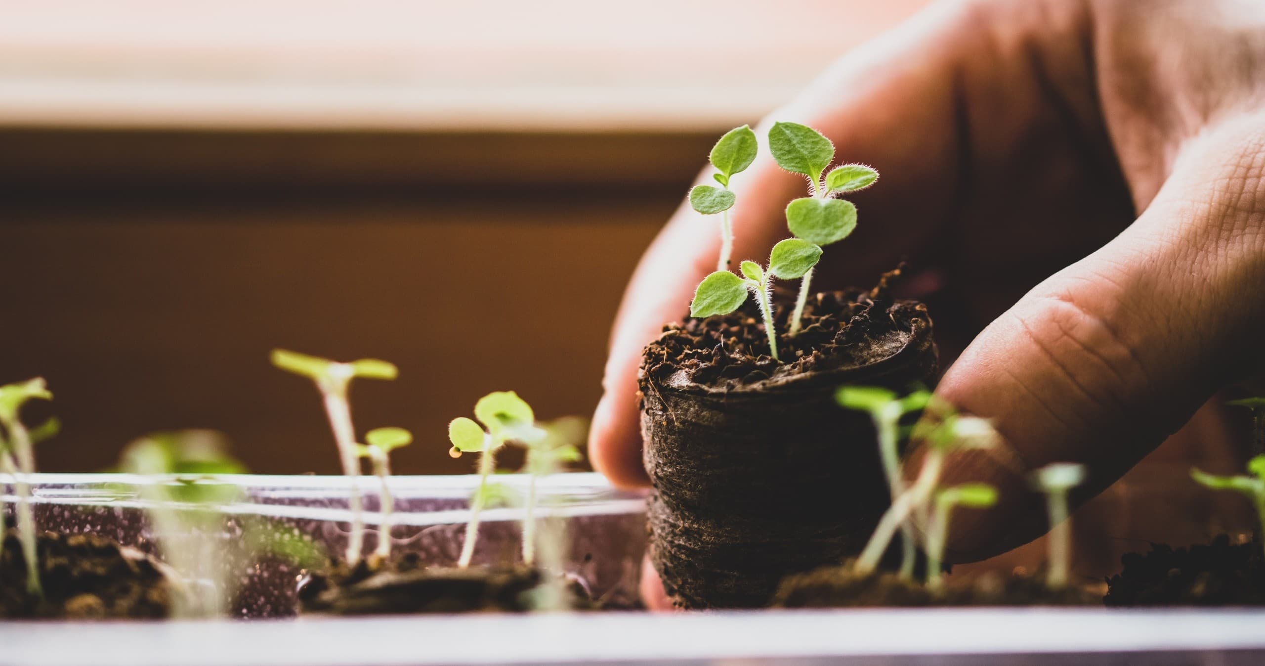 Body and Soil: Gardening and Wellness Series in Ames, Iowa