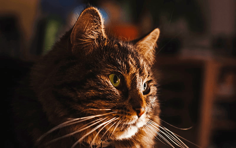 30-Minute Cat Café Visit at Le Cat Café, Philadelphia
