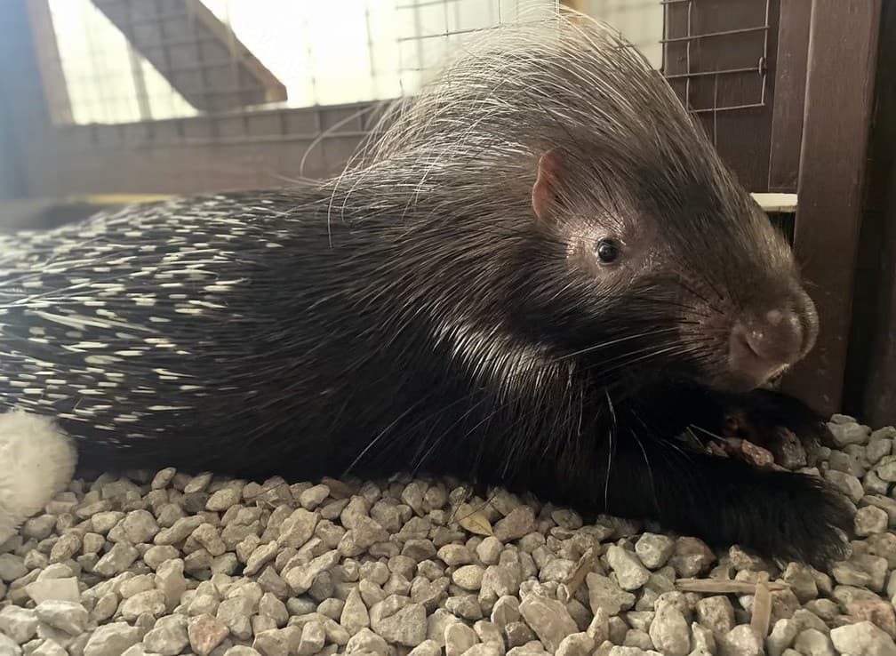 Private Guided Wildlife Tour at 101 Paws and Claws in Deltona