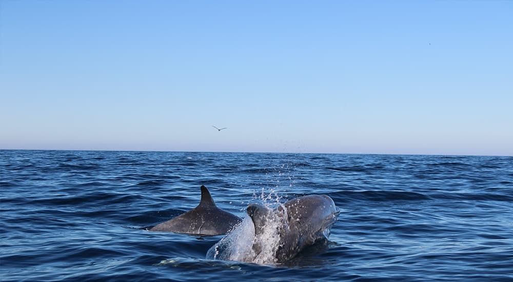 Dolphin Watching in Tavira with Passeios Ria Formosa
