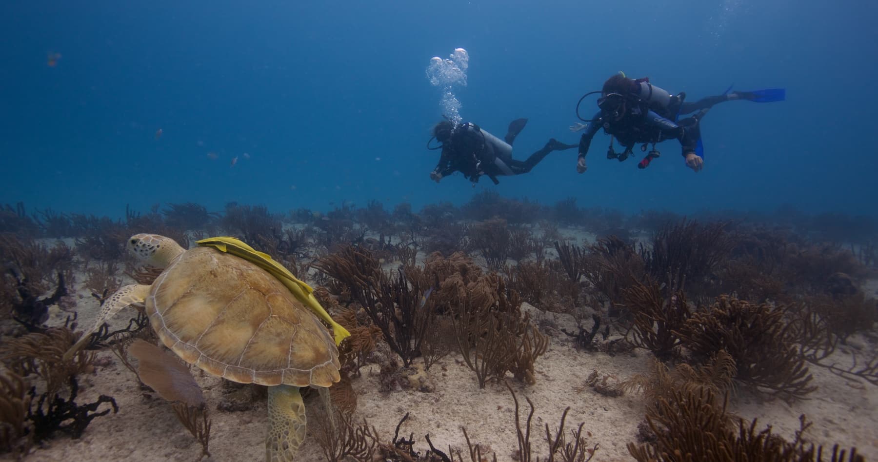 Two-Tank Reef Adventures: Ocean Dive Playa del Carmen on the Mesoamerican Reef photo 4