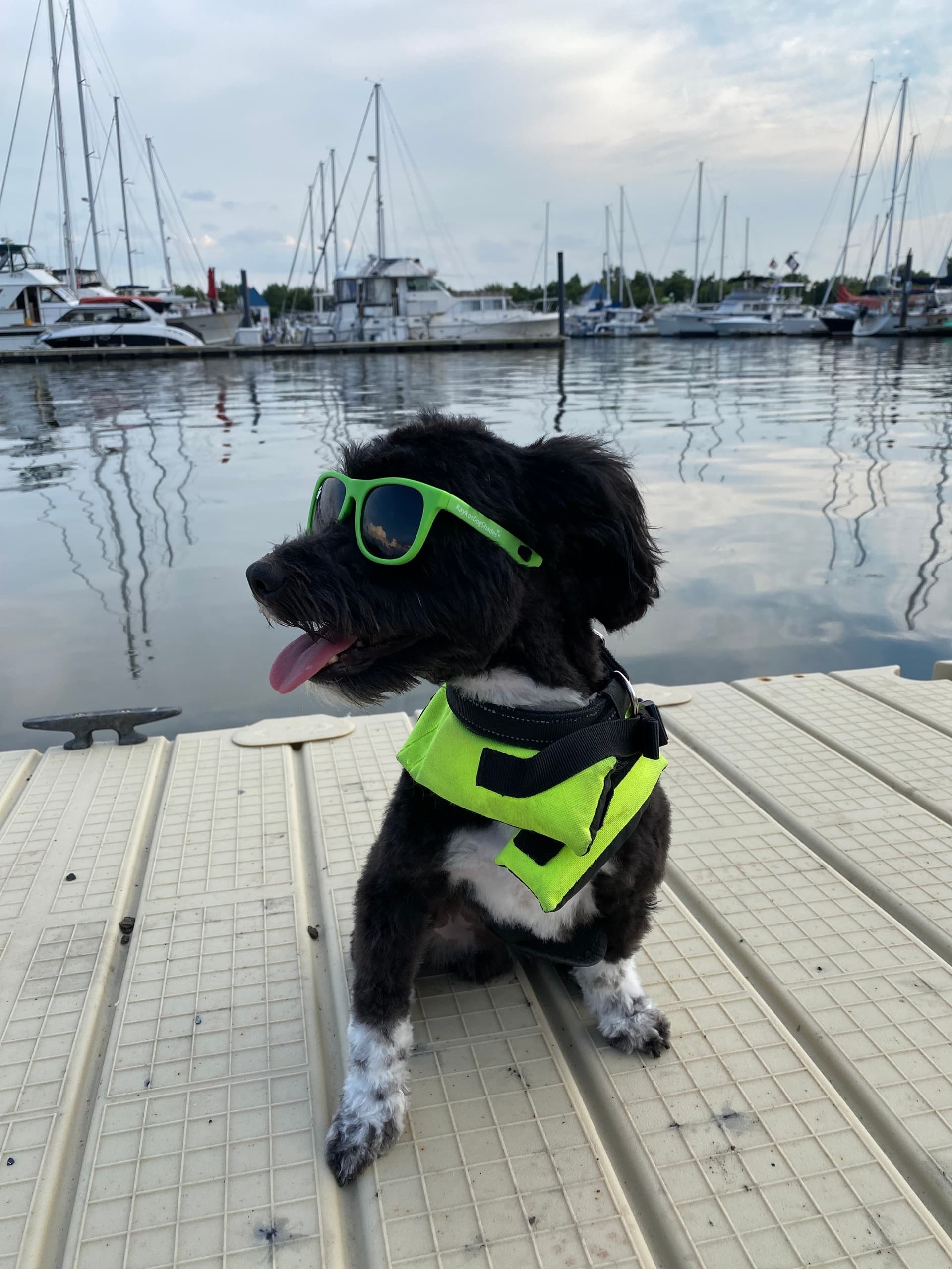 Paddle Pups Kayak Tour in Jersey City: Explore Waterways with Your Dog