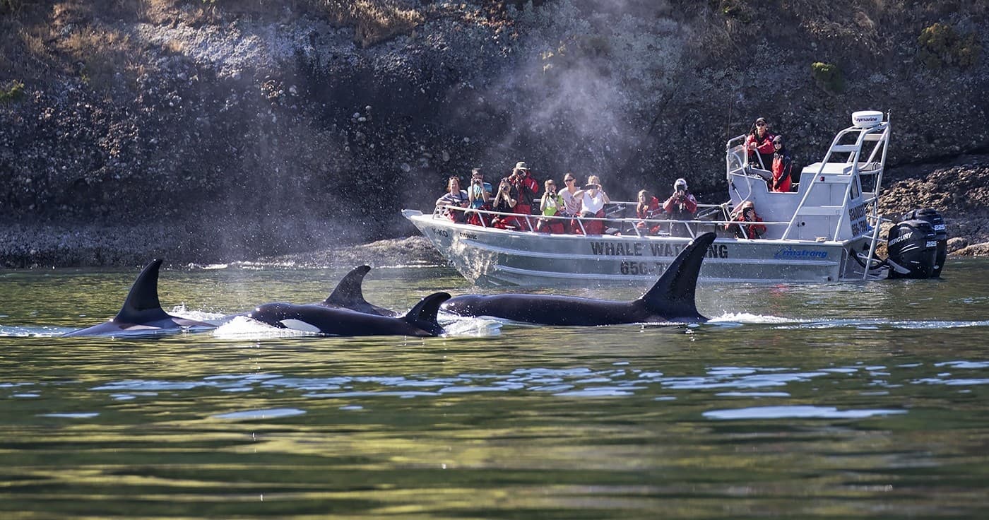 Wildlife & Marine Adventures with Sidney Whale Watching