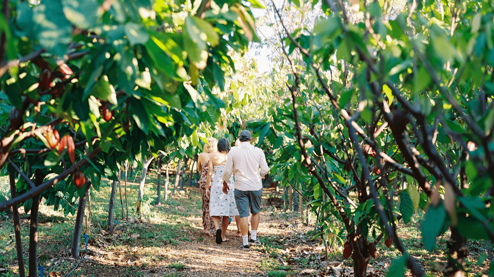 Maui's Ku’ia Estate Cacao Farm Tour: From Tree to Table in a Canopy Sanctuary