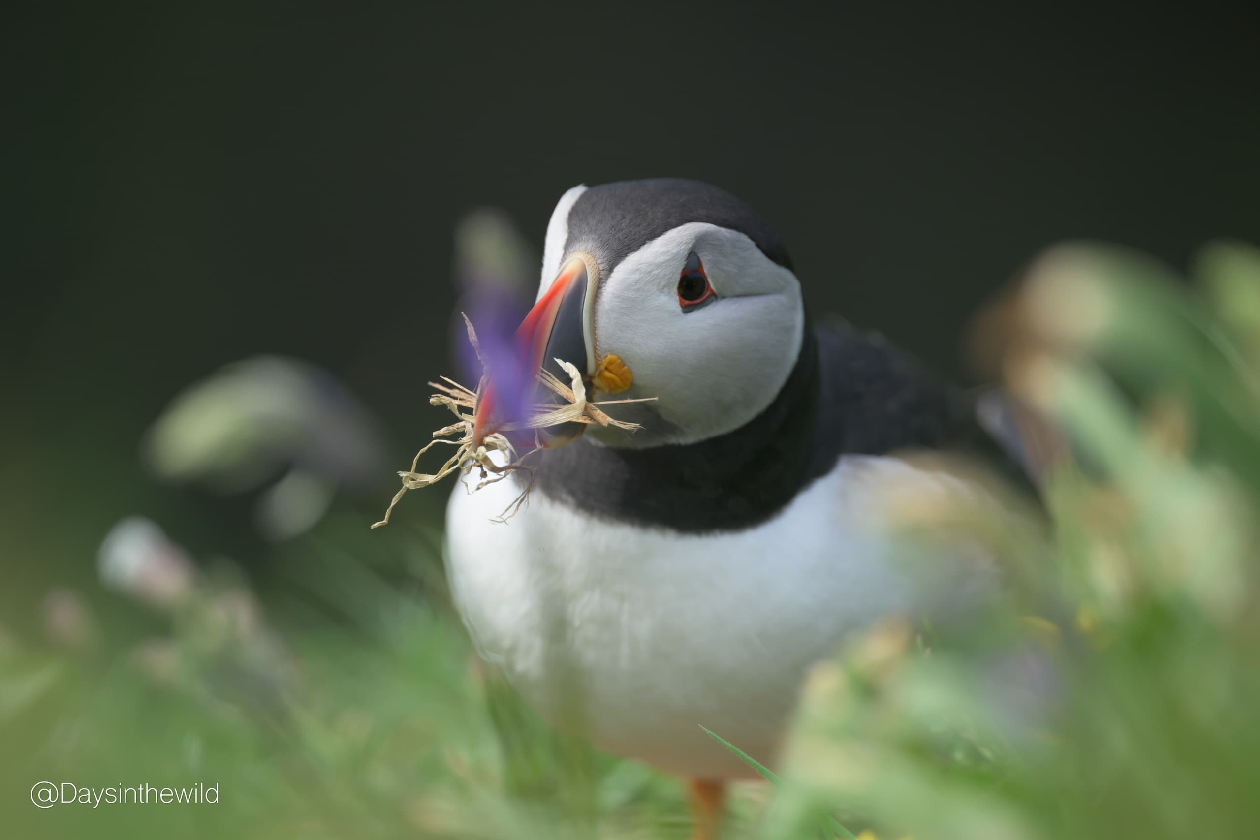 Sunset Puffin Safari: Wildlife and Wonders of Scotland’s Treshnish Isles