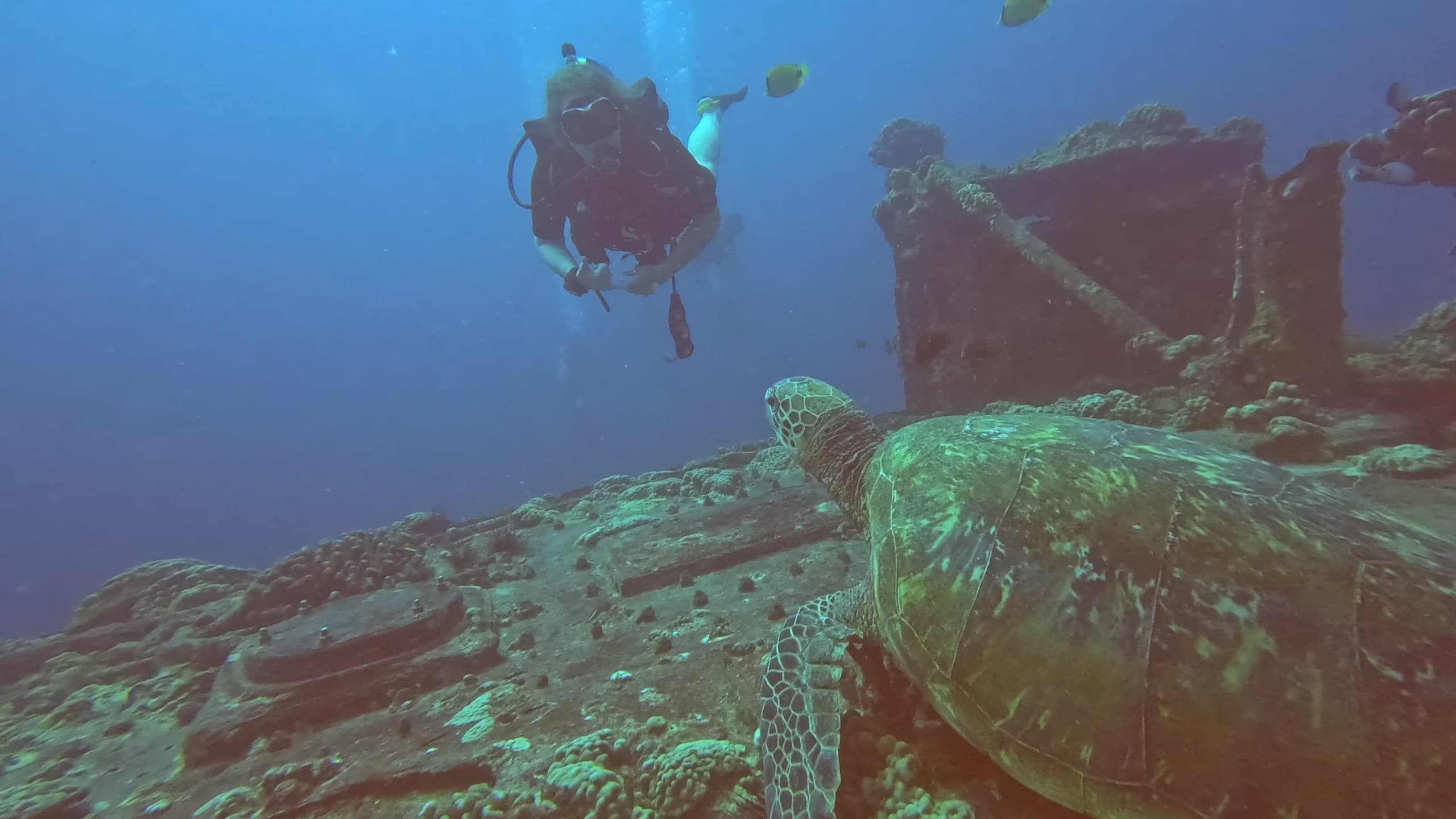 Dusk and Deep: Sea Tiger Double-Dip & Night Reef Dive in Honolulu photo 4