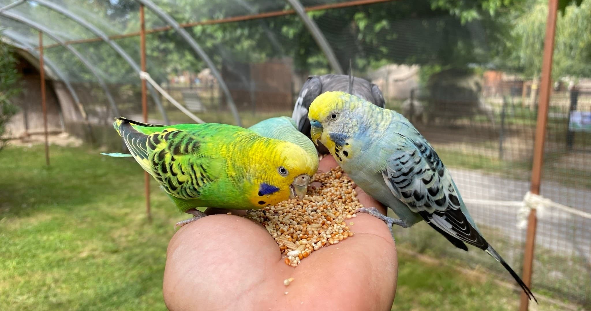 Wildlife Adventures at Parc animalier de Lussas – A Family Escape in France