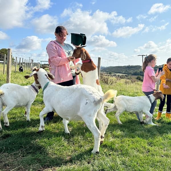 Smallholder Goat Keeping Course Near Dover: City & Guilds Training on a Working Smallholding photo 2