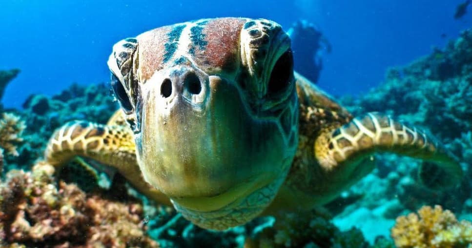Swim with Majestic Sea Turtles at Nguthungulli Julian Rocks: A Unique Citizen Science Adventure in Byron Bay
