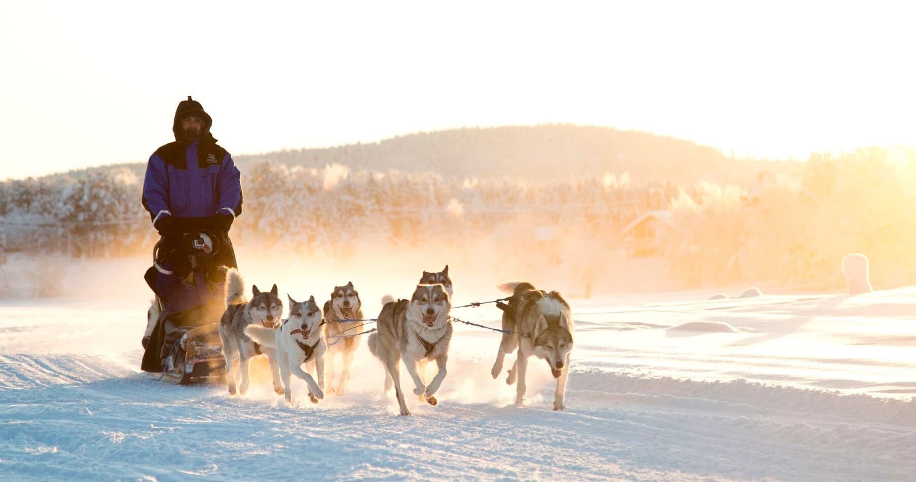 Husky Safari Lapland Adventure at Northern Lights Village Levi