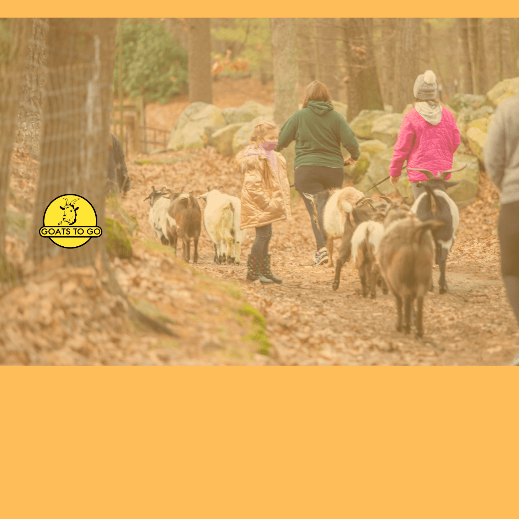 Families herding goats along an autumn forest trail on farm