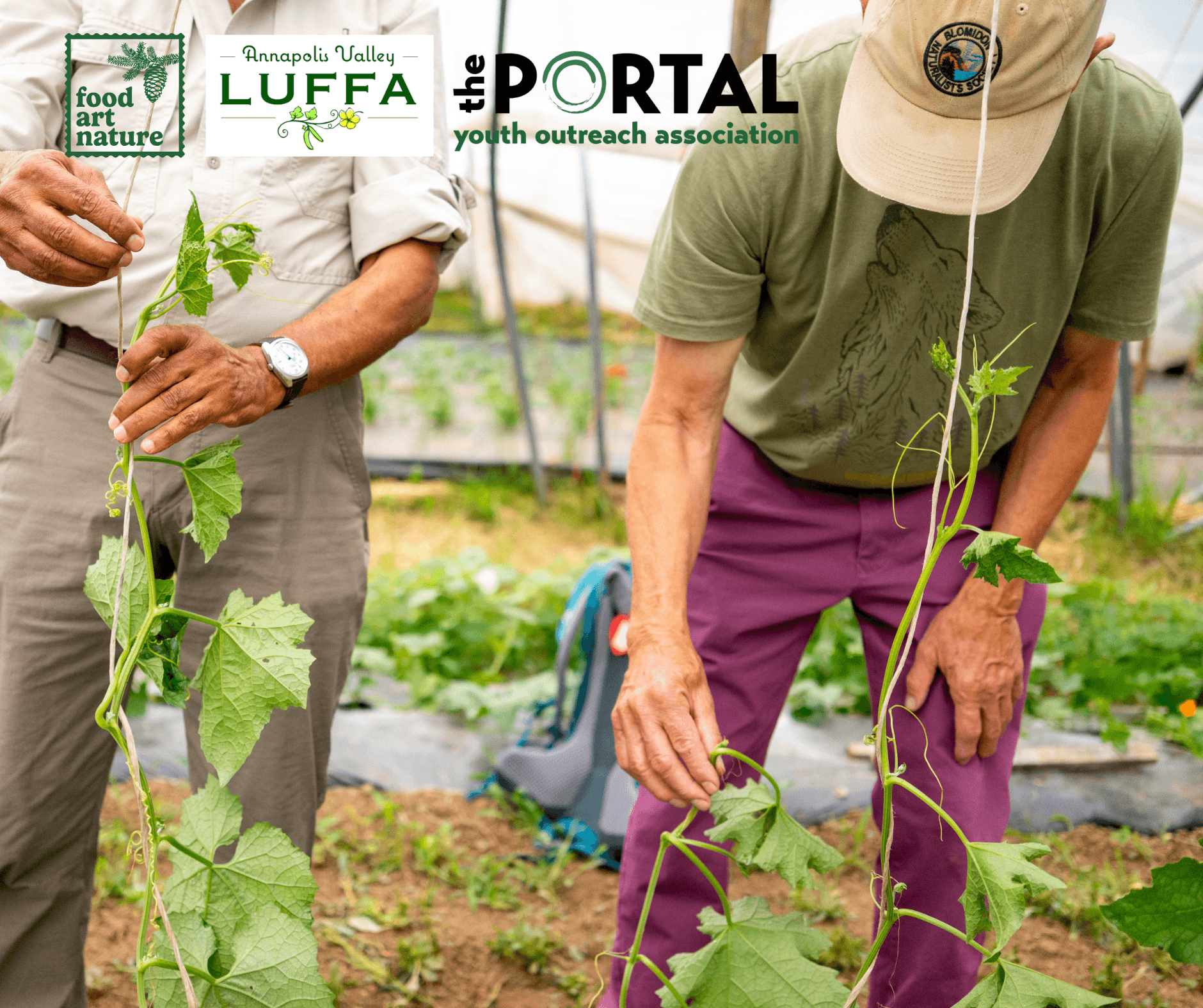 Volunteers tending vine crops in community garden greenhouse