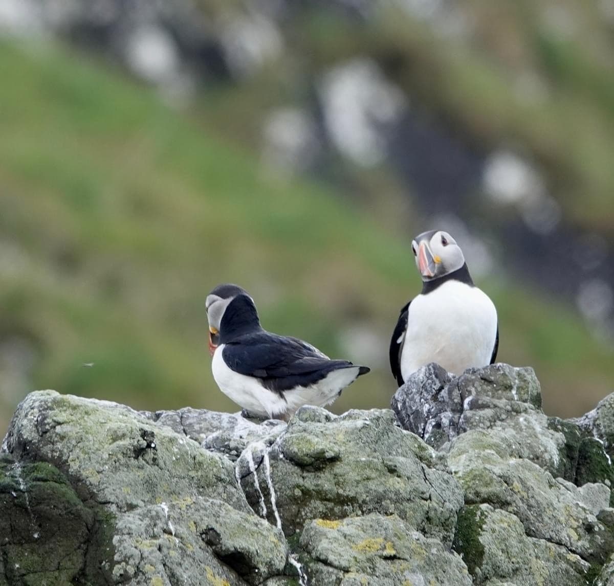 Isle of Canna Tour from Elgol: Puffins, Whales & Sandy Beaches photo 2