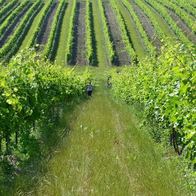 Wine & Cognac Tasting in Saint-Preuil with Cognac Tasting Tour