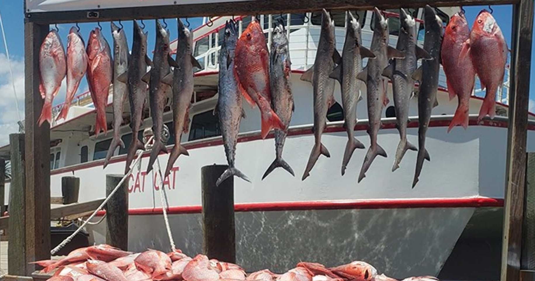 Freshly caught fish hung on dock rack beside charter fishing boat