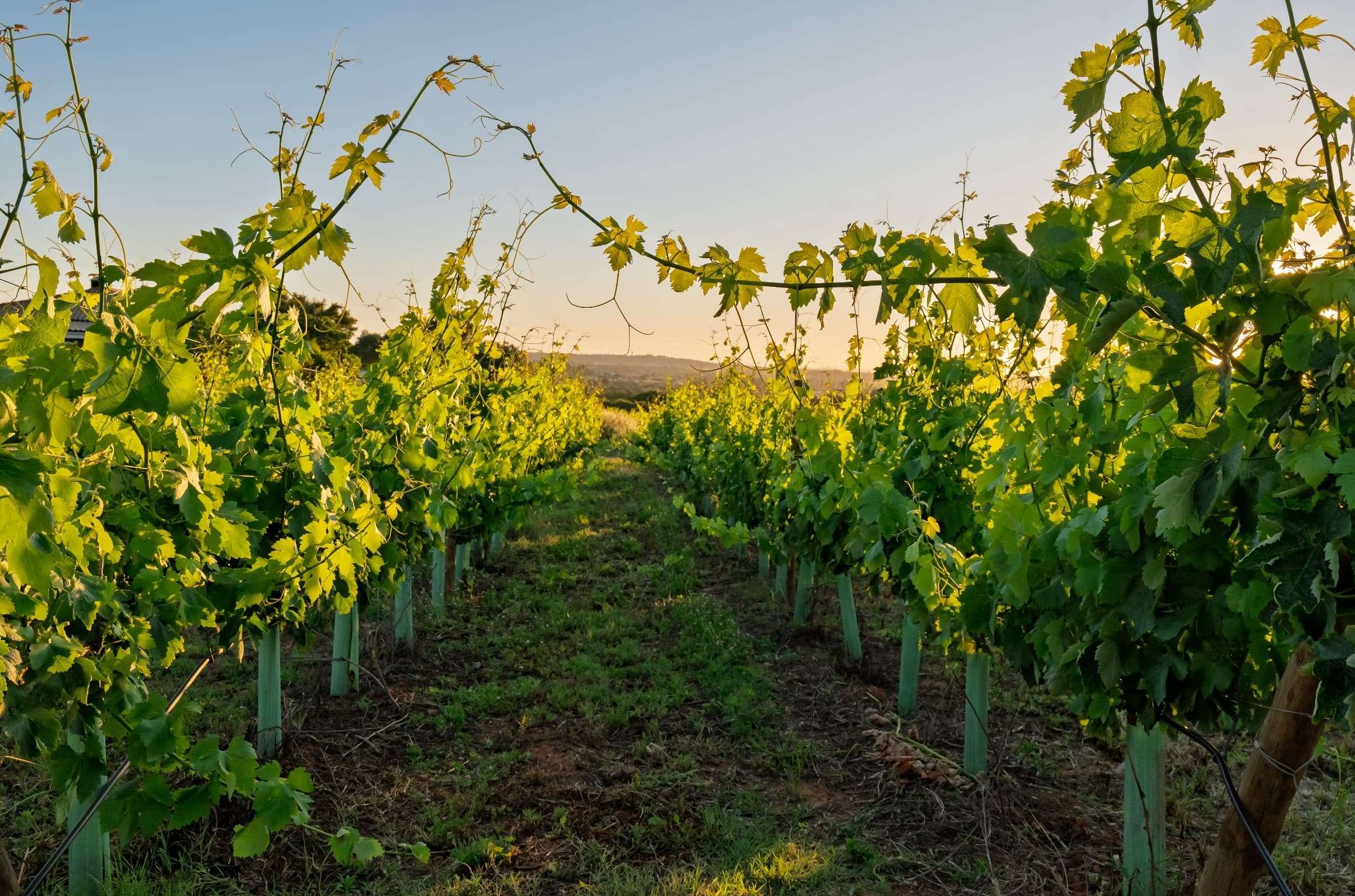 Friday Night Golden Hour at Quinta do Sol: Algarve Sunset, Live Music & Wine photo 2