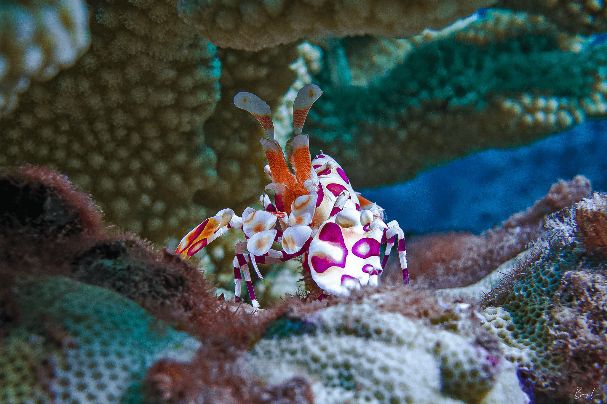 Scuba Barry’s Private Two Tank Dive in Lahaina, Hawaii