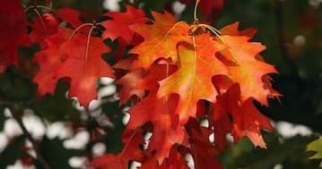 Experience Vibrant Fall Foliage on Scenic Train Rides Near Nashville, Georgia