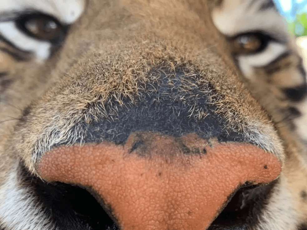 Wildlife & Event Experience at Forever Wild Exotic Animal Sanctuary