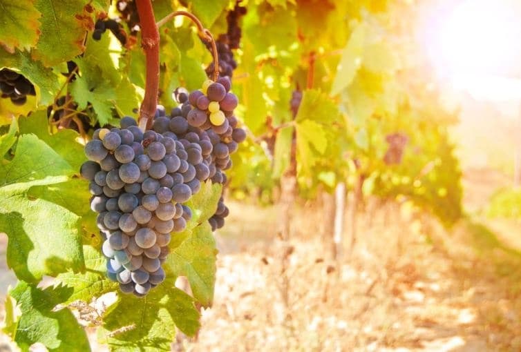 Tuscan Food & Wine Tour with Under The Tuscan Sun
