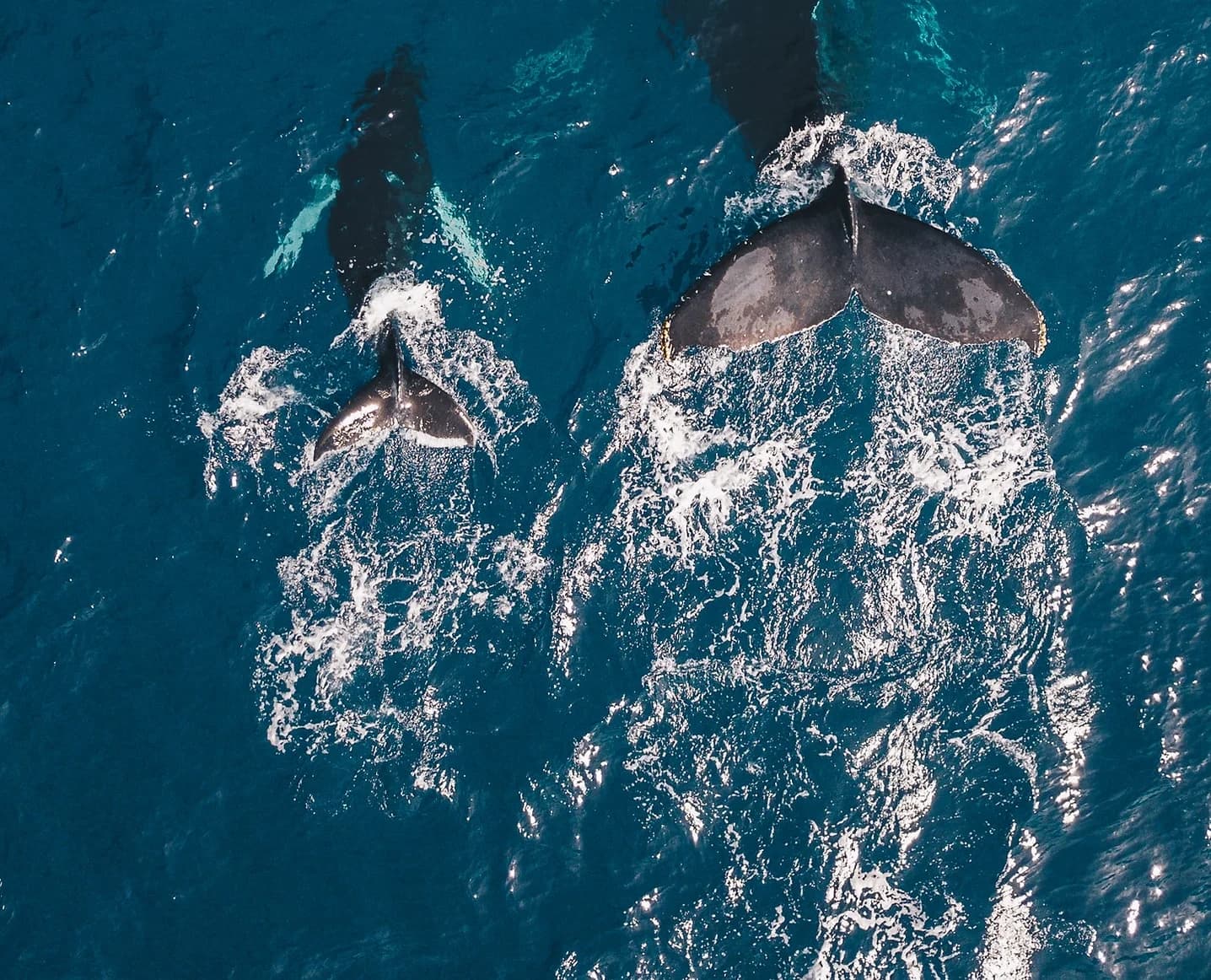 Waikiki Whale Watching Cruise in Honolulu, Hawaii