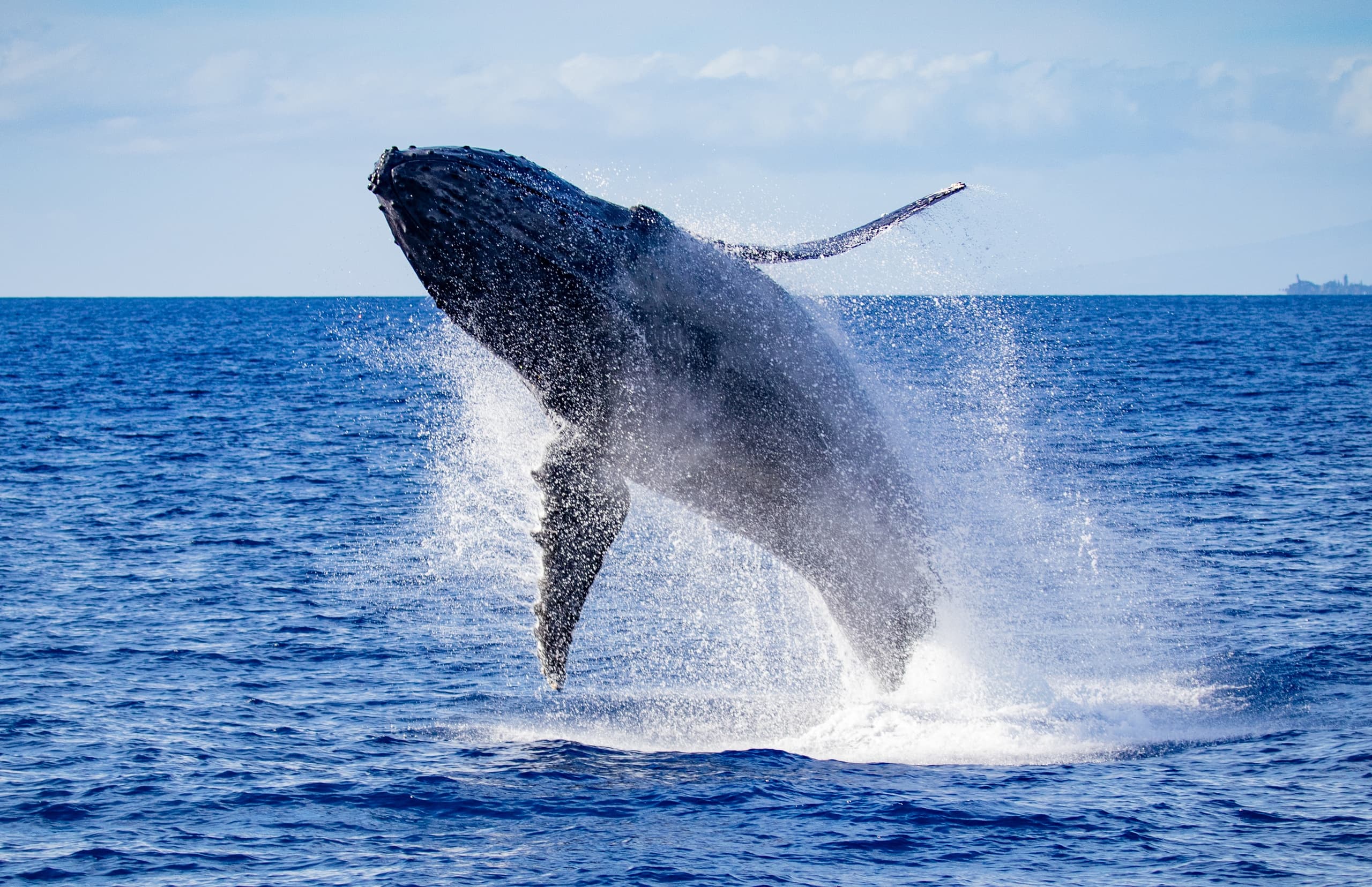 Luxury Catamaran Whale Watch from Maalaea Harbor — Maui Humpback Cruises photo 3