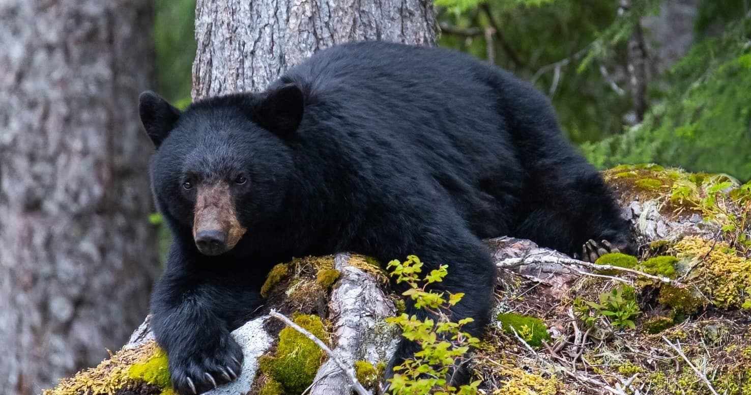 Wildlife Encounters: Bear Viewing with Whistler Photo Safaris Ltd.