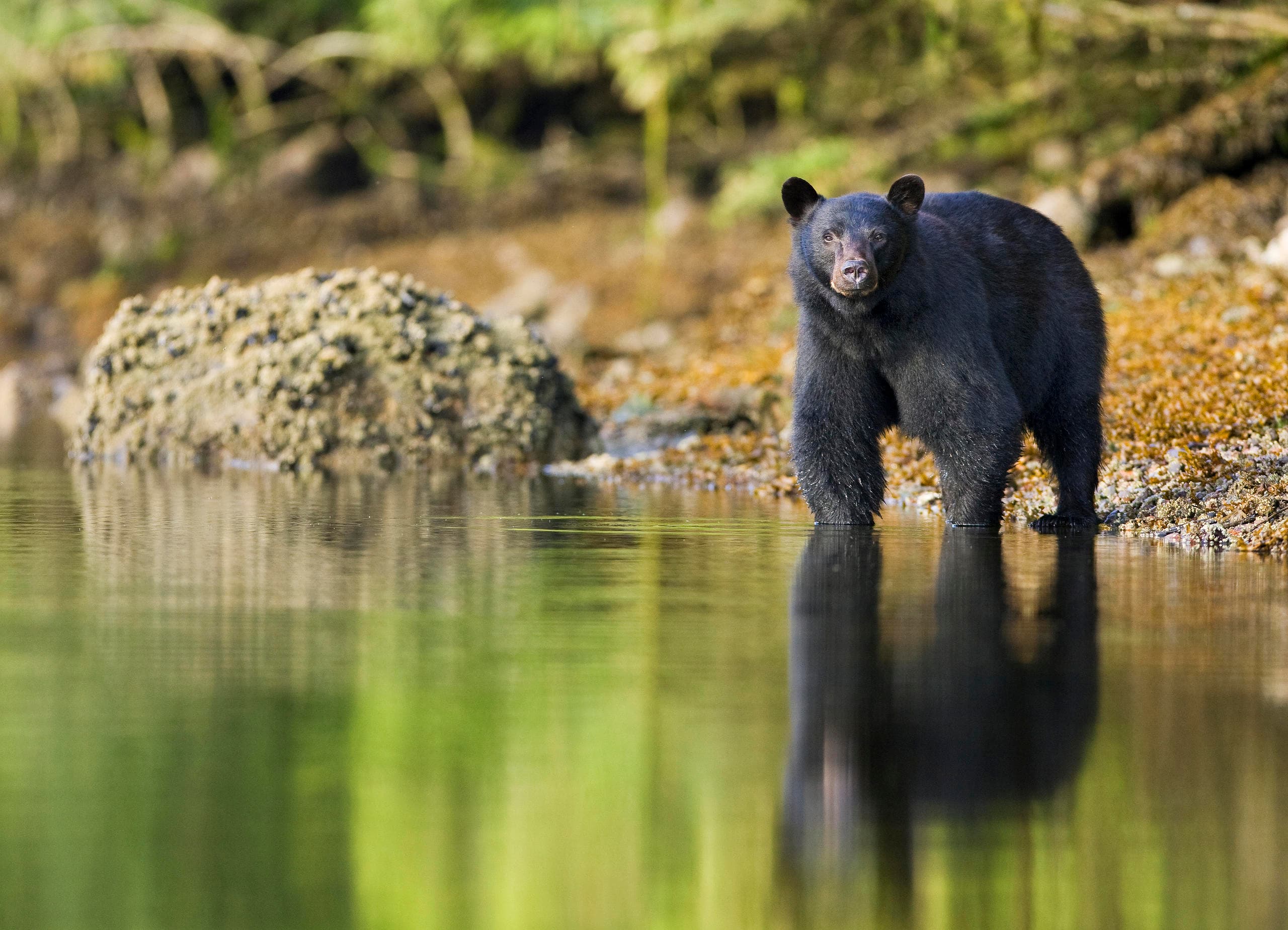 Ucluelet Bear Watching Zodiac Tours by Jamie’s