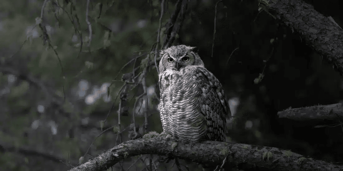 Yellowstone Photography Tour: Summer Wildlife & Landscape