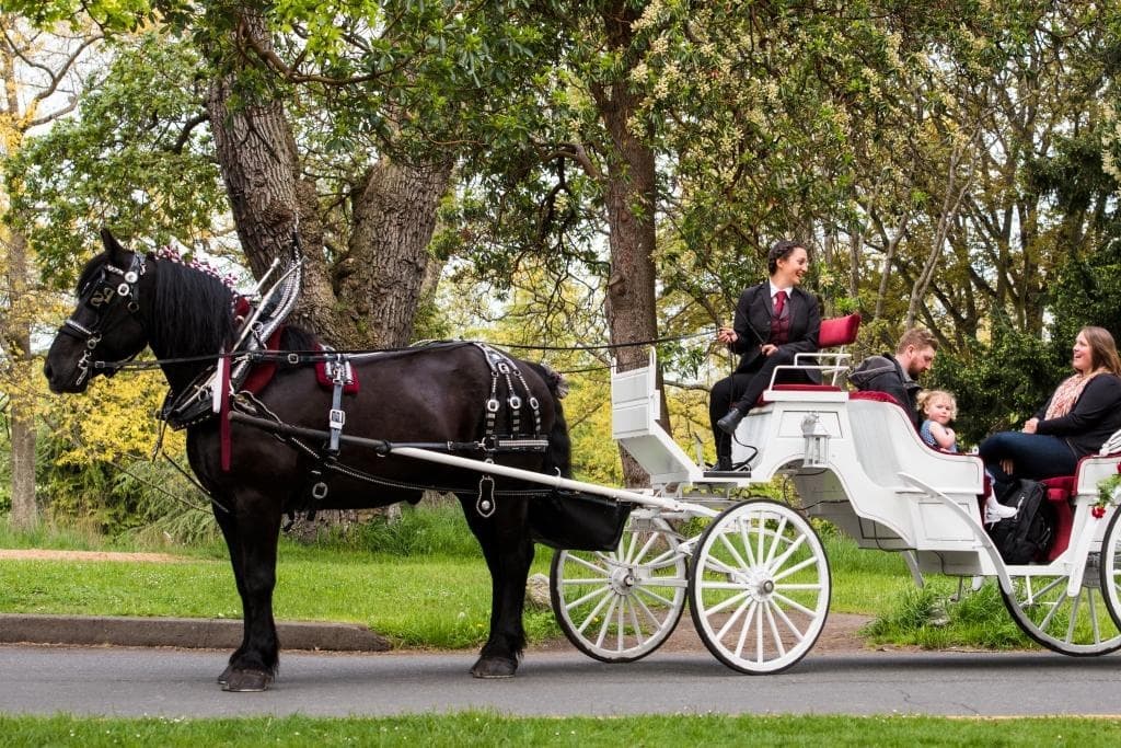 Black horse pulling white carriage through leafy park avenue