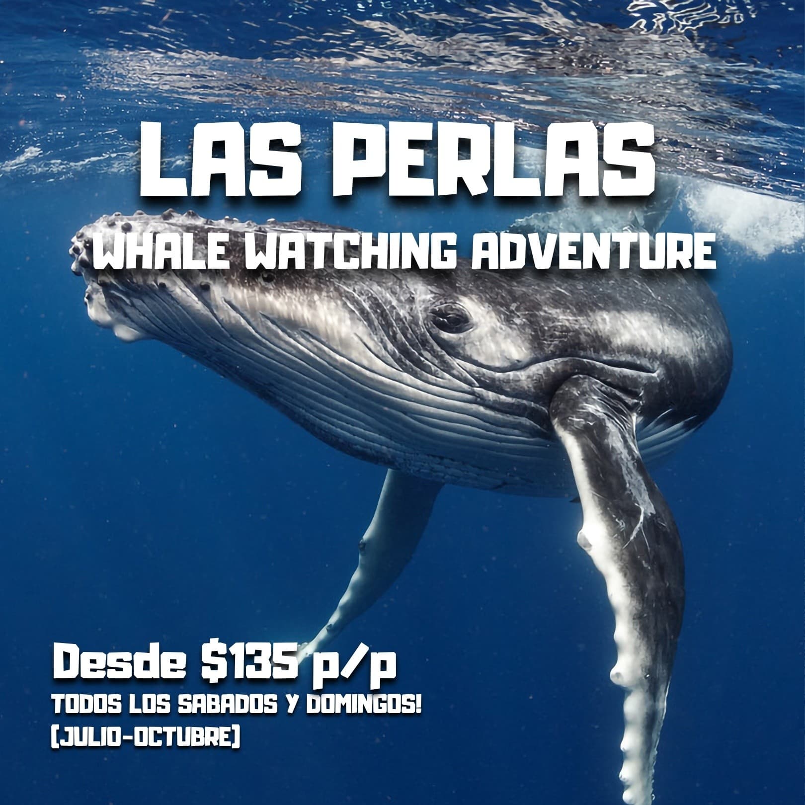 Las Perlas Whale Watching: Full-Day Humpback and Dolphin Safari from Panama City photo 1