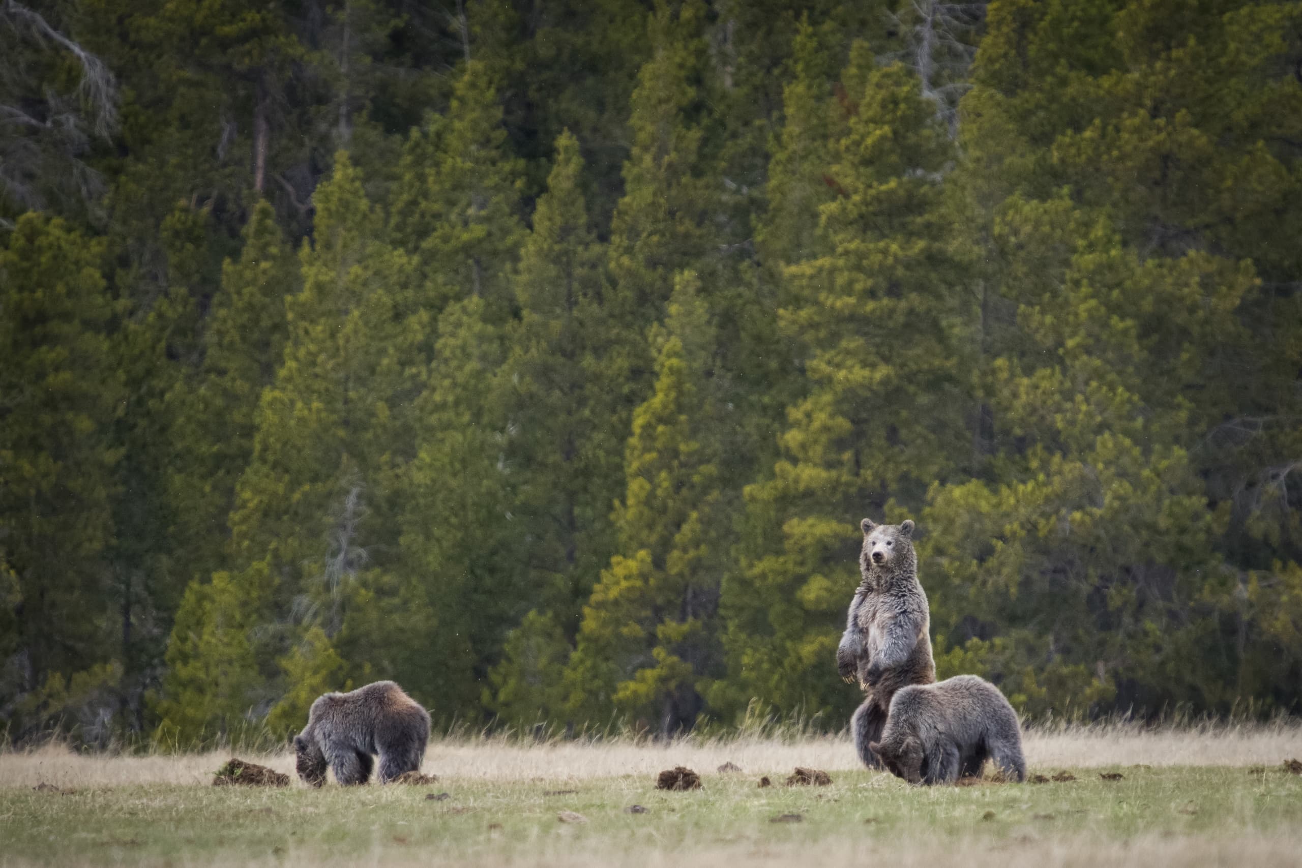 Sunrise Wolves & Wildlife with Yellowstone Wildlife Profiles