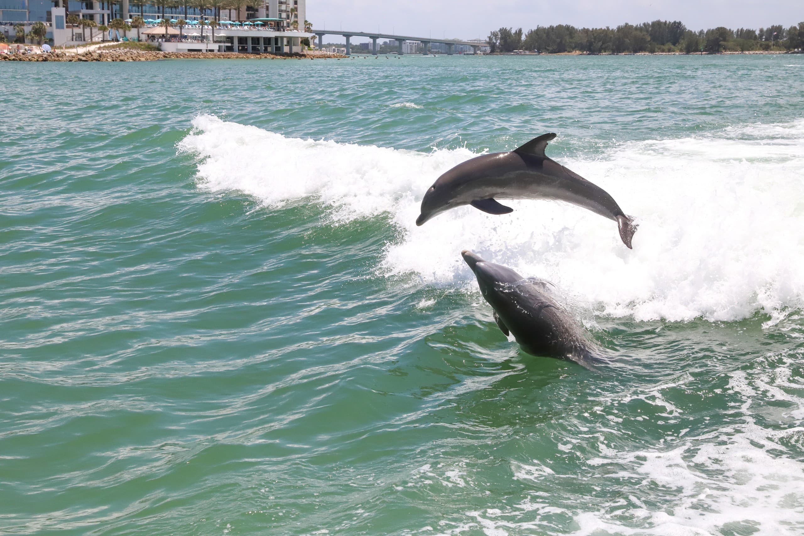 Dolphin Discovery River Cruise in St. Augustine: Year-Round Bottlenose Dolphin Tours
