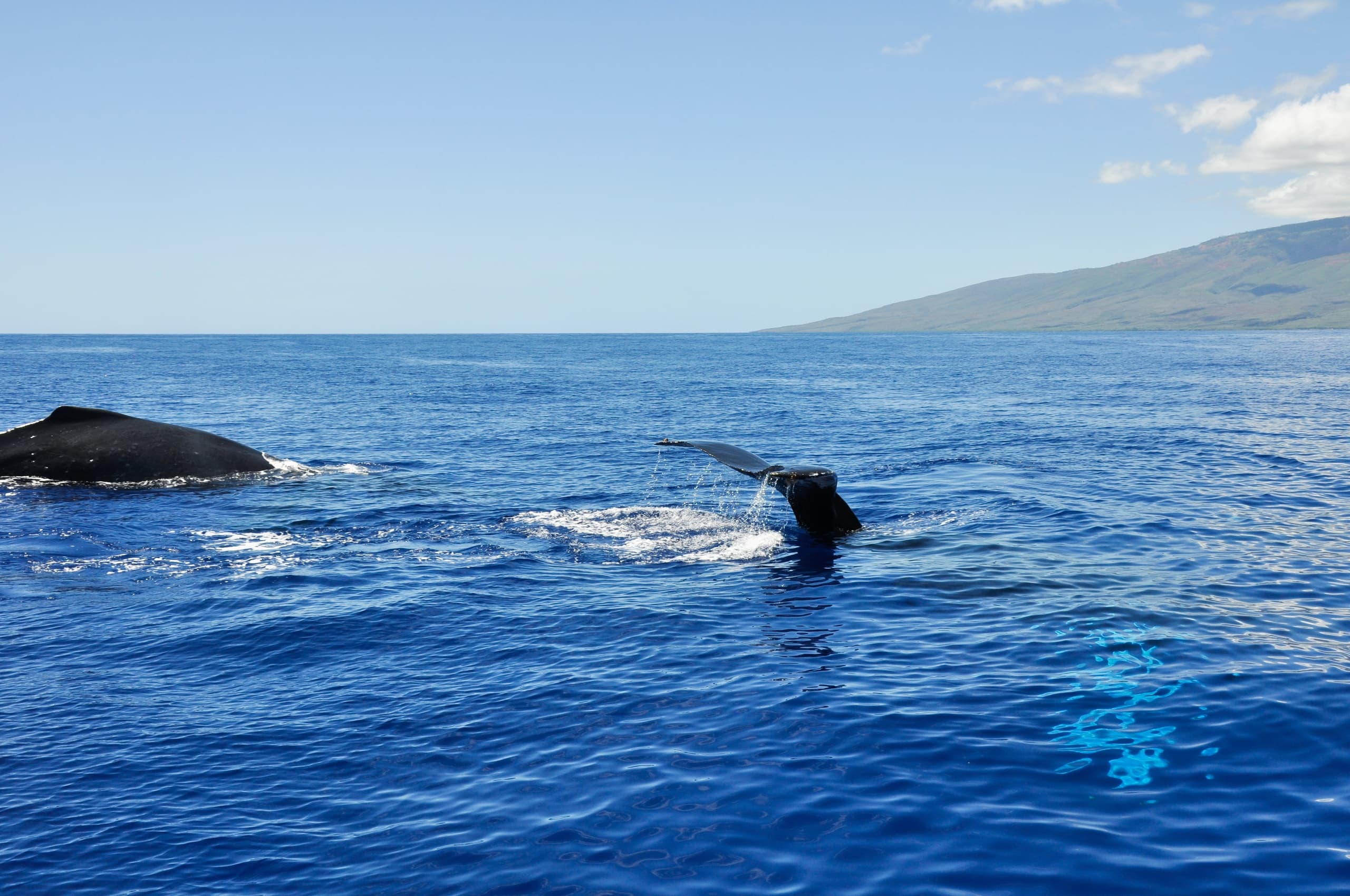 Private Afternoon Whale Watch from Kihei — Maui Humpback Encounters photo 3