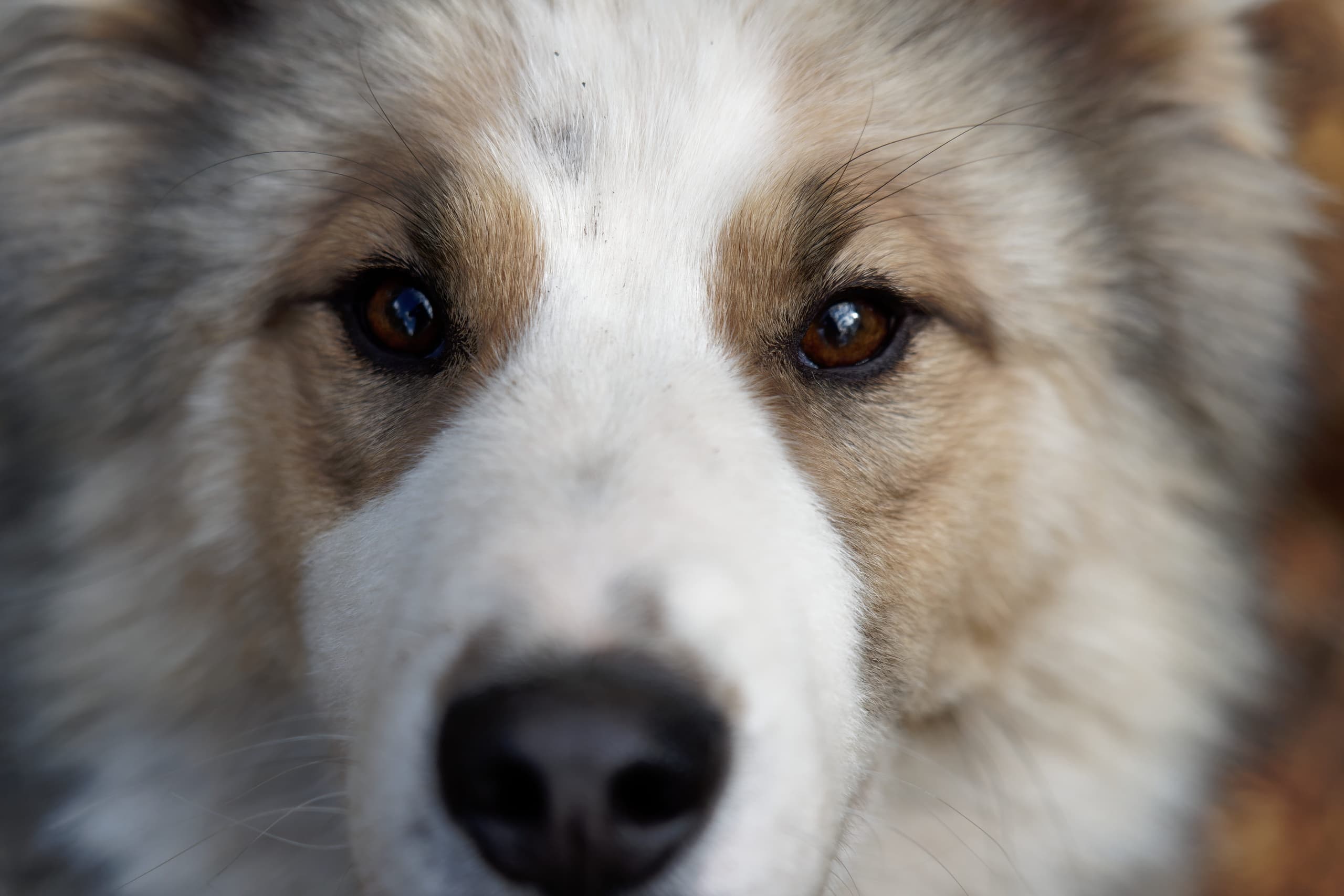 Winter Sports & Dog Sledding at O'Nordic in Lapland