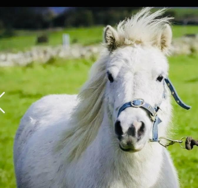 Pony Whispering at Campview Farm: Gentle Equine Connection for Kids in Finner, County Donegal