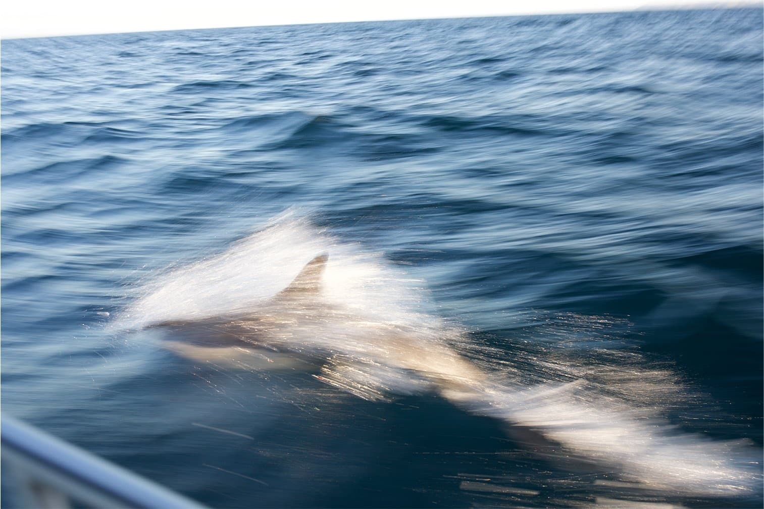 Explore Santa Barbara’s Spectacular Whale Watching Tours Along the Pacific Coast