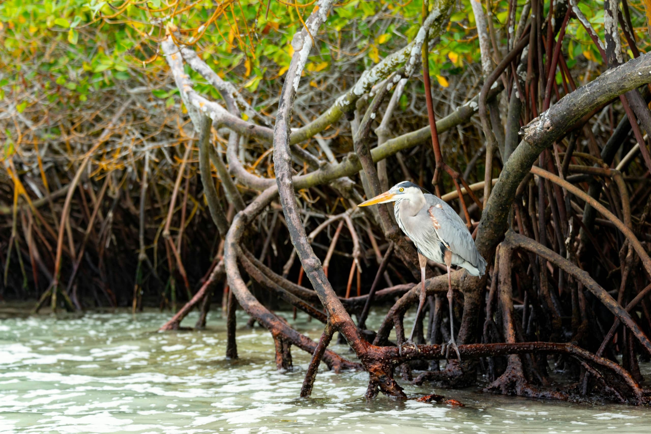 Biscayne Bay Wildlife Encounter: Dolphins, Manatees & Seagrass Trails from Miami