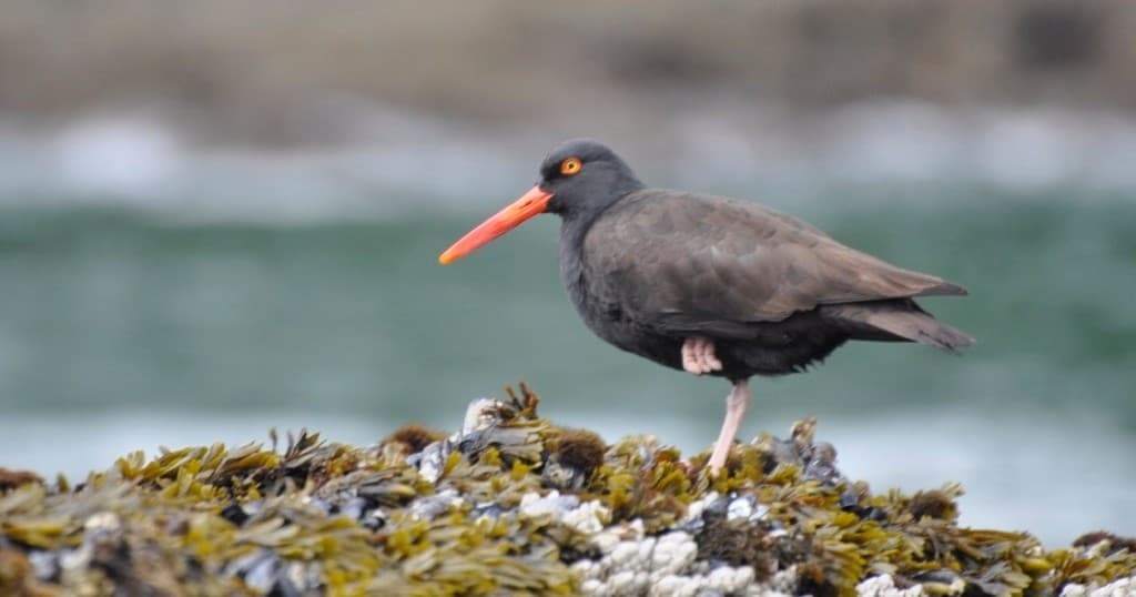 Private Bird Watching Boat Tour in Tofino, BC