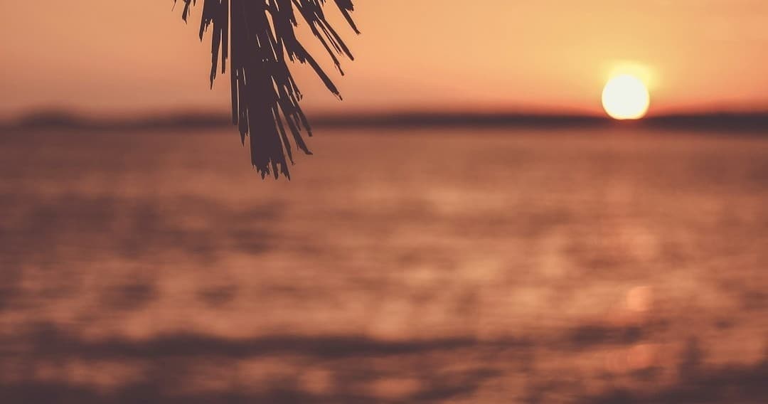 Ocean sunset with palm silhouette over calm golden sea