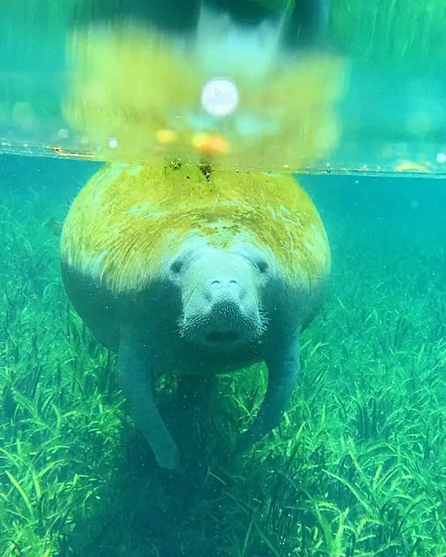 The Weeki Wachee Adventure: Paddle Clear Kayaks Through Florida’s Turquoise River