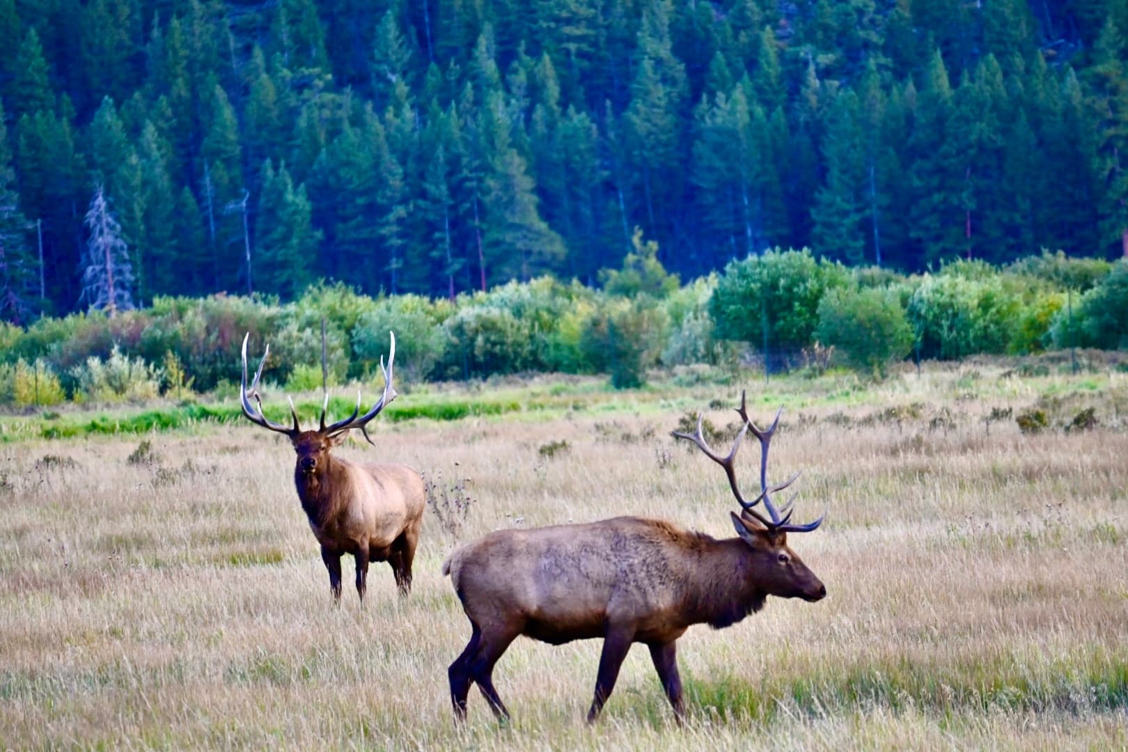 Drive Trail Ridge and Old Fall River Road: The Full Ride Experience in Rocky Mountain National Park photo 4