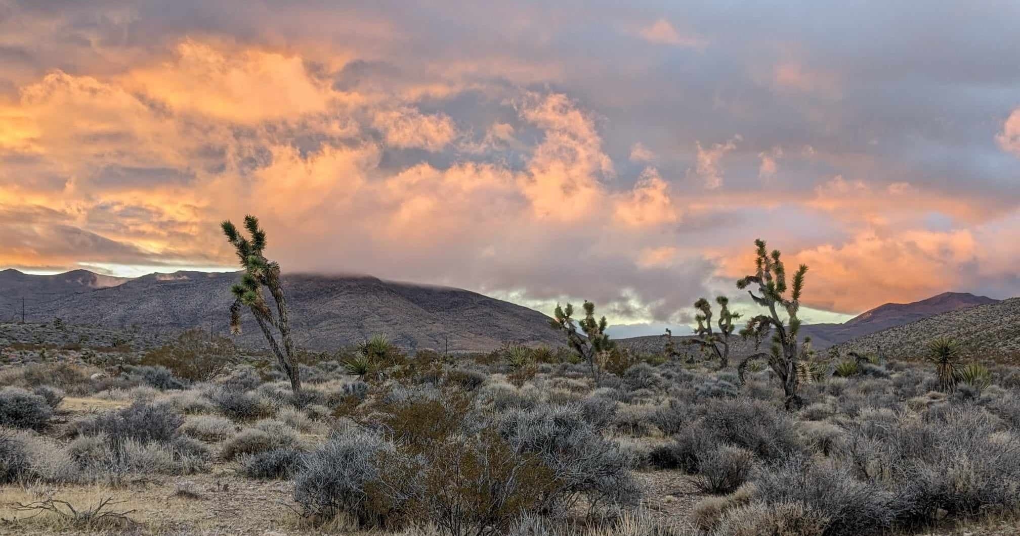 Joshua Tree 1hr Mojave ATV & SXS Off-Road Tour