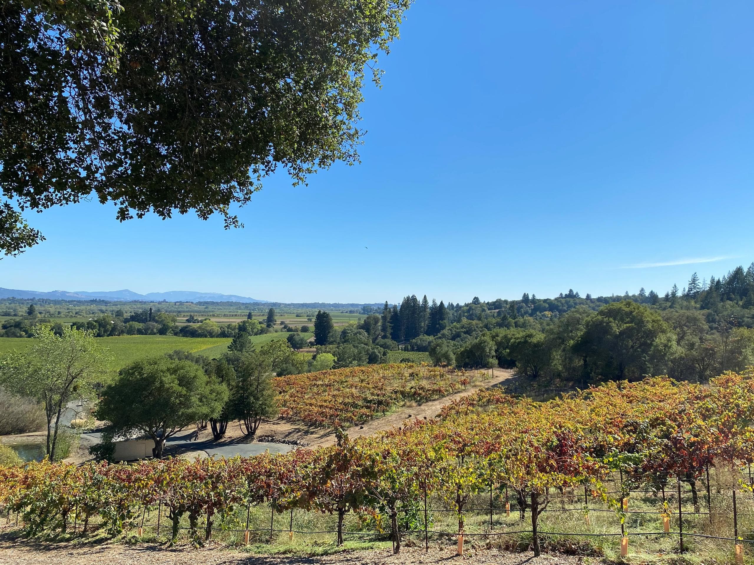 Sonoma Wine Rides fleet