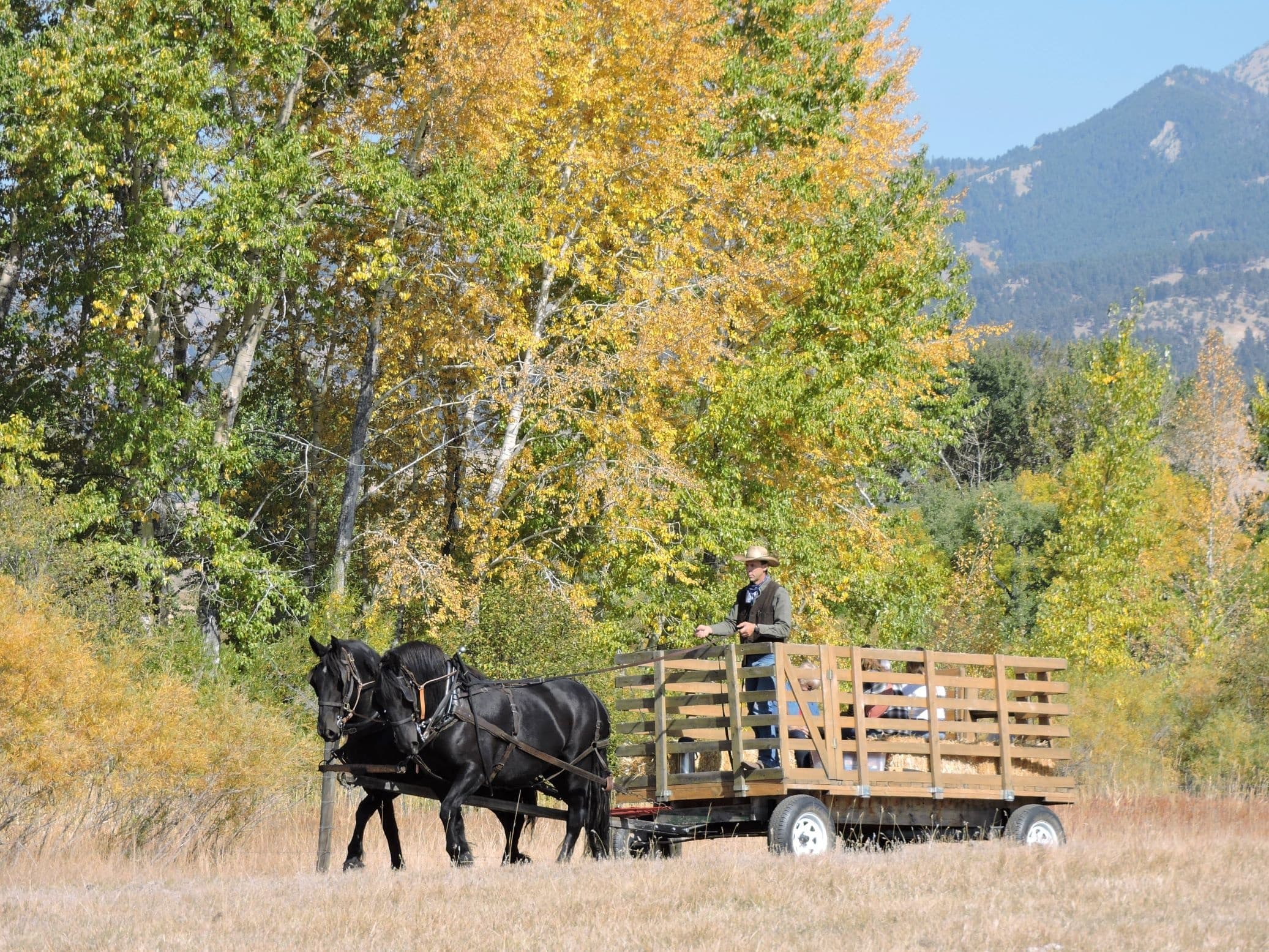 Autumn wagon ride with black horses in golden aspens field