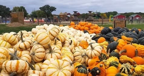 Pumpkins piled for fall harvest at outdoor orchard patch