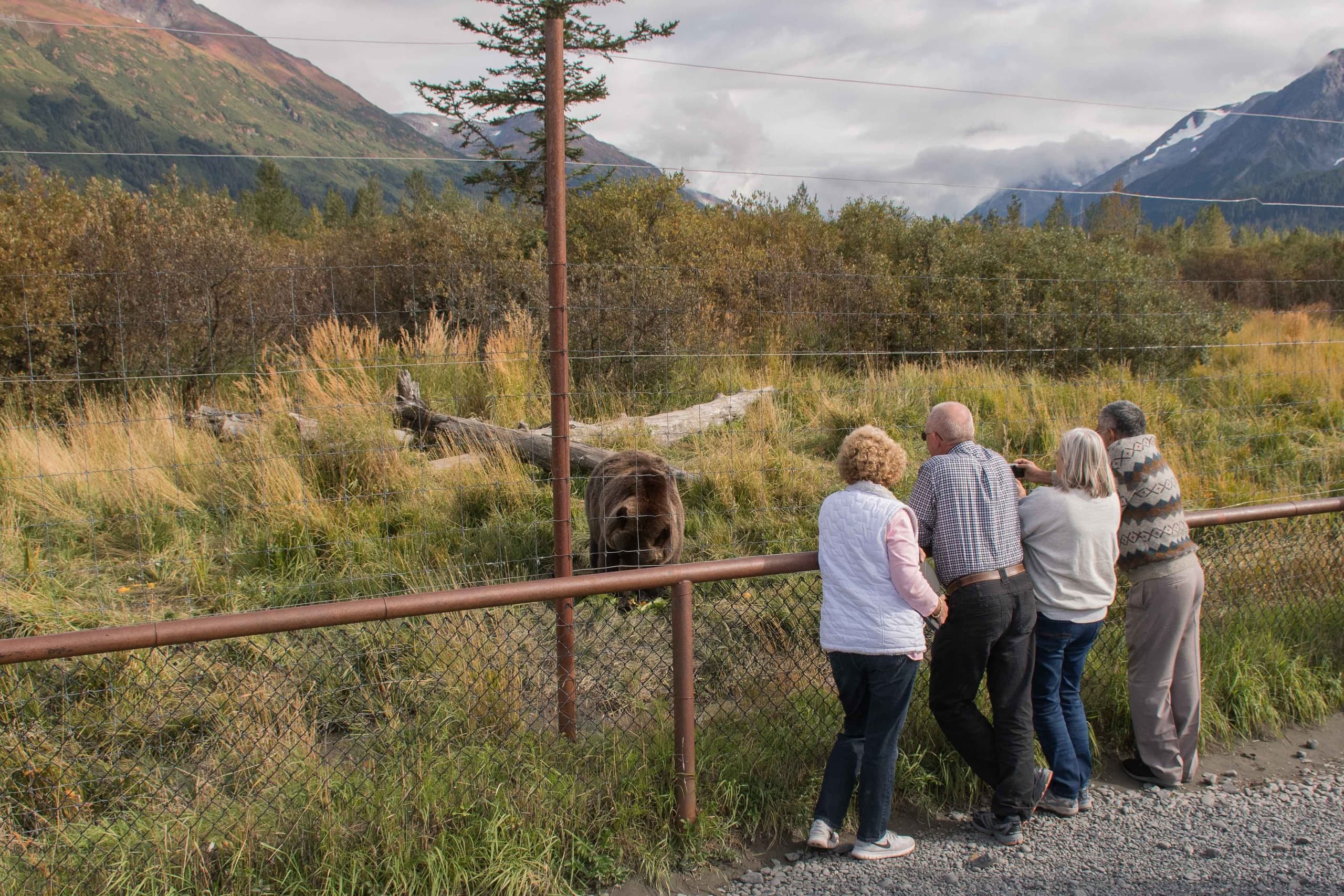 Alaska Wildlife Day Tour: Explore Anchorage’s Nature