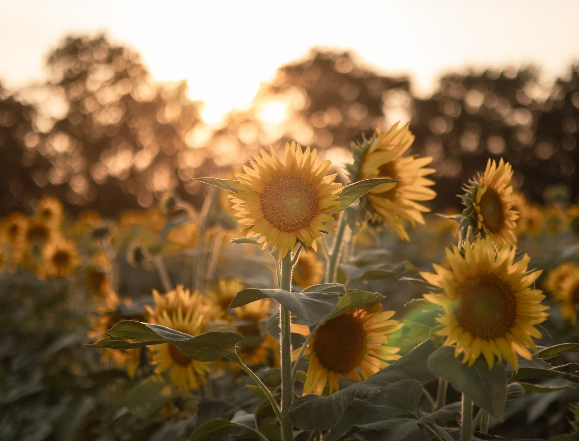 Historic Train to Bil-Dol Farm: Sunflower U-Pick & Patriotic Corn Maze in Salem County photo 3