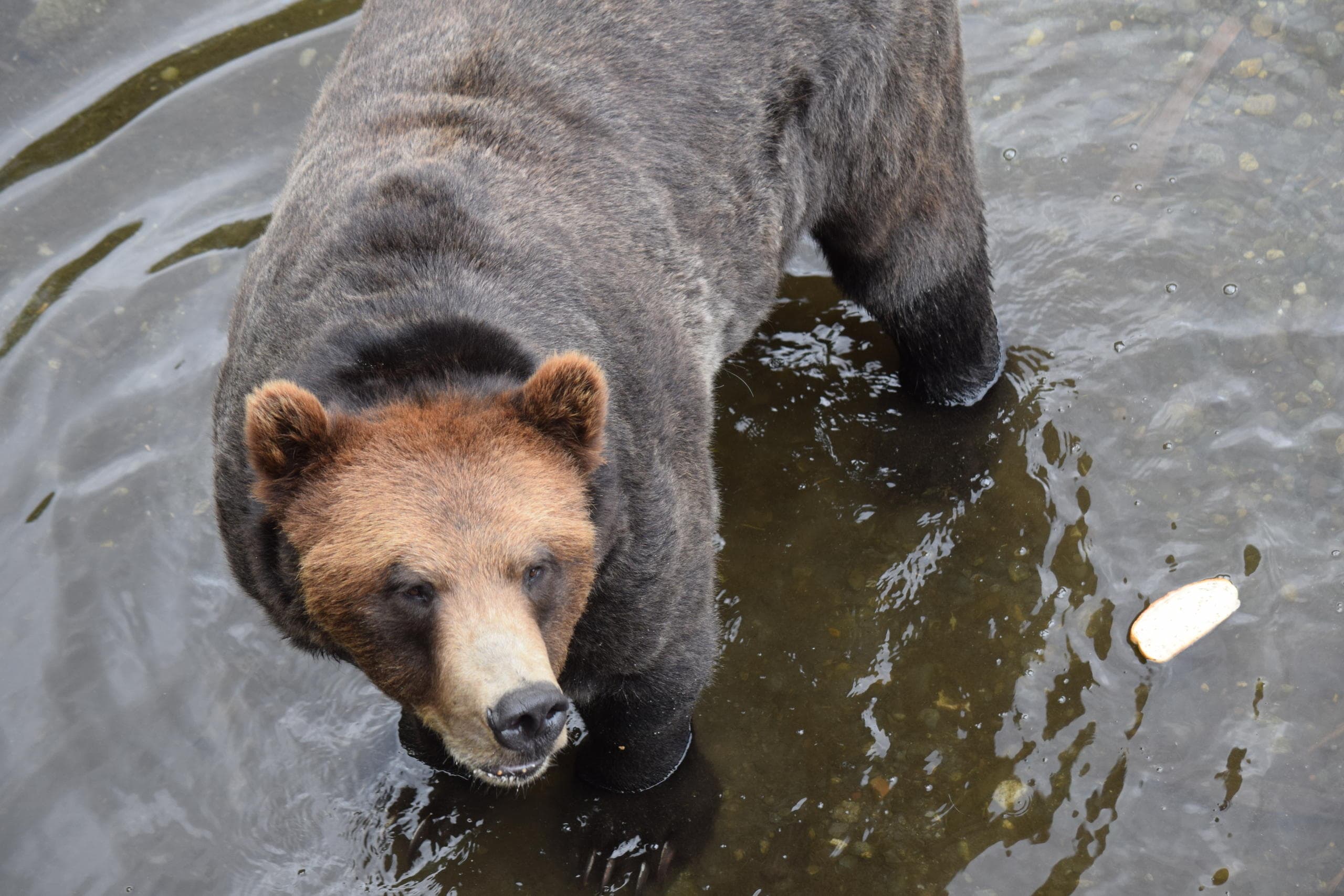 Simply Amazing Sitka Tour; Fortress of the Bears, Alaska Raptor & Totem Park